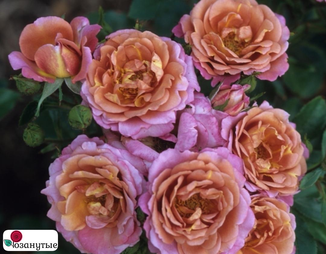 Роза Каледоскоп / Rose  Kaleidoscope ( Шраб ) ОСЕНЬ 2026