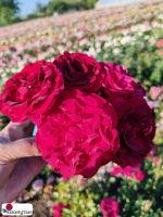 Роза Сомм 2016 / Rosa Somme 2016 / АРОМАТНАЯ ( Шраб ) ОСЕНЬ 2026