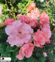 Роза Фламинго / Rose Flamingo ( Флорибунда ) Н. Зеландия / ОСЕНЬ 2026