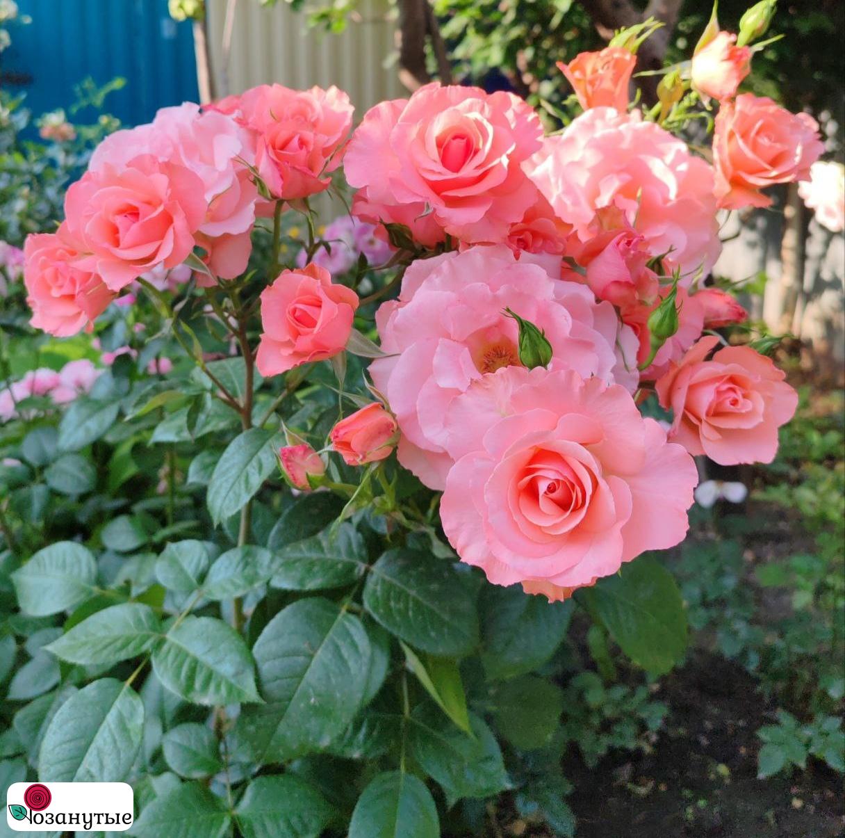 Роза Фламинго / Rose Flamingo ( Флорибунда ) Н. Зеландия / ОСЕНЬ 2026