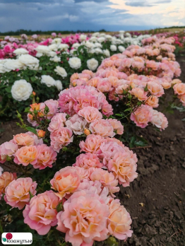 Роза Бордюр Камайо / Rose Bordure Camaieu / НЕПРЕРЫВНО ЦВЕТУЩАЯ ( Флорибунда ) ОСЕНЬ 2026