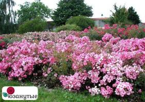 Роза Фортуна / Rosa Fortuna / НЕПРЕРЫВНО ЦВЕТУЩАЯ ( Флорибунда ) ОСЕНЬ 2026