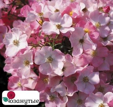 Роза Фортуна / Rosa Fortuna / НЕПРЕРЫВНО ЦВЕТУЩАЯ ( Флорибунда ) ОСЕНЬ 2026