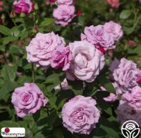 Роза Нептун / Rose Neptune / АРОМАТНАЯ ( Чайно-гибридная ) ОСЕНЬ 2026