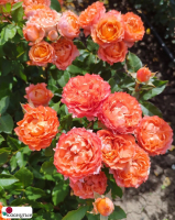 Роза Моргенрот / Тиамо / Rose Morgenrot / Tiamo / НЕПРЕРЫВНО ЦВЕТУЩАЯ ( Флорибунда ) ОСЕНЬ 2026