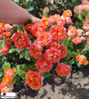 Роза Моргенрот / Тиамо / Rose Morgenrot / Tiamo / НЕПРЕРЫВНО ЦВЕТУЩАЯ ( Флорибунда ) ОСЕНЬ 2026