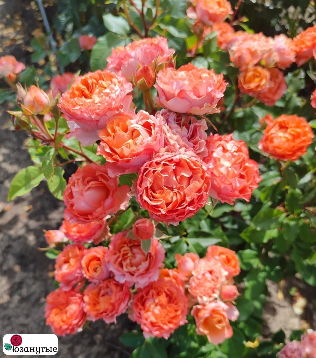 Роза Моргенрот / Тиамо / Rose Morgenrot / Tiamo / НЕПРЕРЫВНО ЦВЕТУЩАЯ ( Флорибунда ) ОСЕНЬ 2026