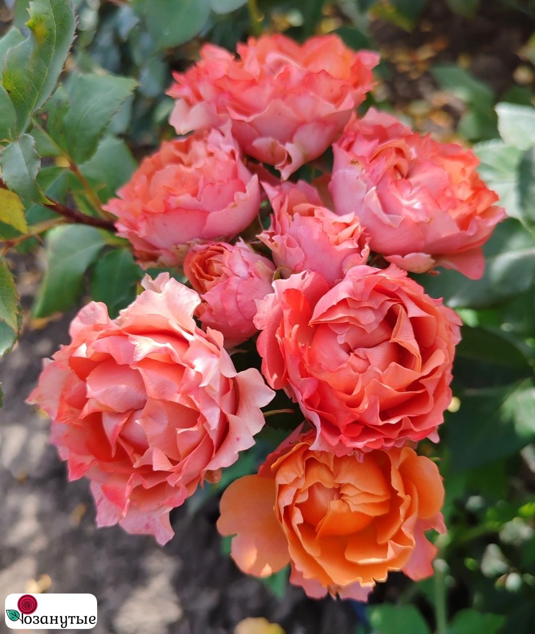 Роза Моргенрот / Тиамо / Rose Morgenrot / Tiamo / НЕПРЕРЫВНО ЦВЕТУЩАЯ ( Флорибунда ) ОСЕНЬ 2026