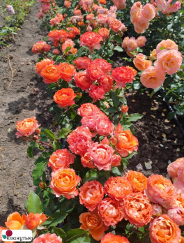 Роза Моргенрот / Тиамо / Rose Morgenrot / Tiamo / НЕПРЕРЫВНО ЦВЕТУЩАЯ ( Флорибунда ) ОСЕНЬ 2026