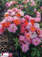 Роза Эклат д’ Амбр / Rose Eclats d’Ambre / АРОМАТНАЯ / НЕПРЕРЫВНО ЦВЕТУЩАЯ ( Мускусная ) ОСЕНЬ 2026