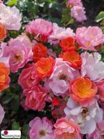 Роза Эклат д’ Амбр / Rose Eclats d’Ambre / АРОМАТНАЯ / НЕПРЕРЫВНО ЦВЕТУЩАЯ ( Мускусная ) ОСЕНЬ 2026