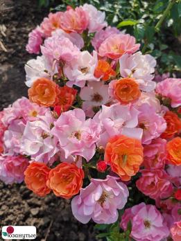 Роза Эклат д’ Амбр / Rose Eclats d’Ambre / АРОМАТНАЯ / НЕПРЕРЫВНО ЦВЕТУЩАЯ ( Мускусная ) ОСЕНЬ 2026