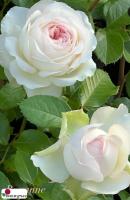 Роза Роксанна / Rose Roxanne ( Японская )