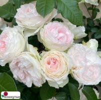 Роза Роксанна / Rose Roxanne ( Японская )