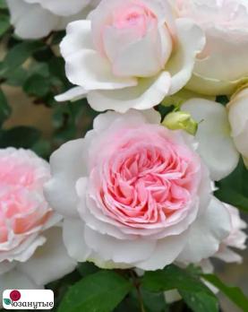 Роза Роксанна / Rose Roxanne ( Японская )