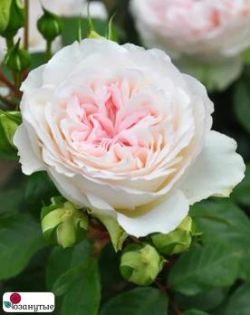 Роза Роксанна / Rose Roxanne ( Японская )