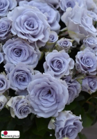 Роза Блю Гравити / Rose Blue Gravity ( Японская )