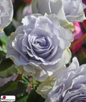 Роза Блю Гравити / Rose Blue Gravity ( Японская )