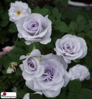Роза Блю Гравити / Rose Blue Gravity ( Японская )