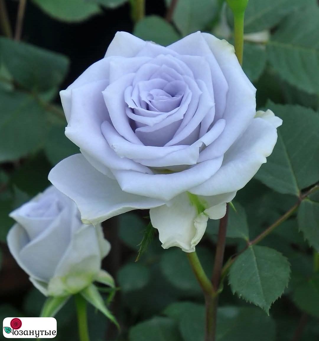Роза Блю Гравити / Rose Blue Gravity ( Японская )