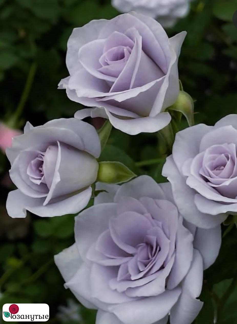 Роза Блю Гравити / Rose Blue Gravity ( Японская )