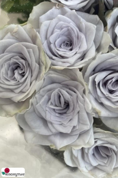 Роза Блю Гравити / Rose Blue Gravity ( Японская )