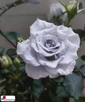 Роза Блю Гравити / Rose Blue Gravity ( Японская )
