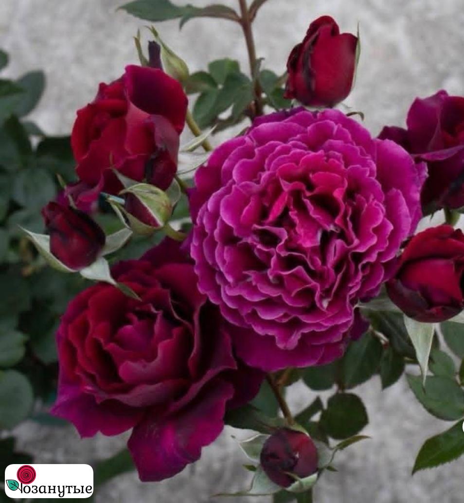 Роза Коллин Руж / Rose Colline Rouge ( Японская )