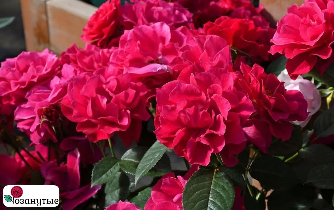 Роза Цветущий Дух Куренай / Rose The Flowering Spirit Kurenai ( Японская )