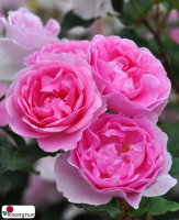 Роза Пикси / Rose Pixie / АРОМАТНАЯ ( Японская )