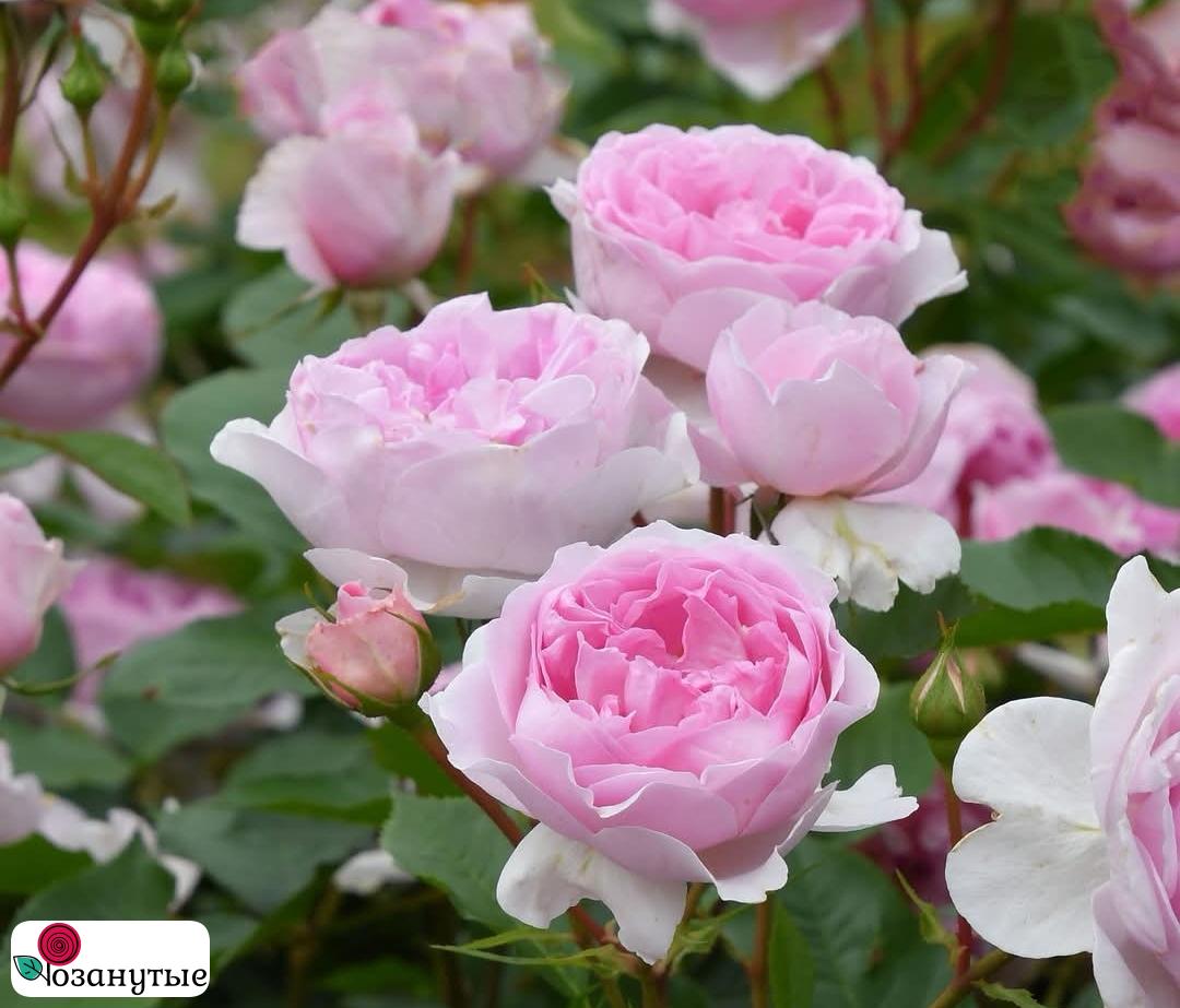 Роза Пикси / Rose Pixie / АРОМАТНАЯ ( Японская )