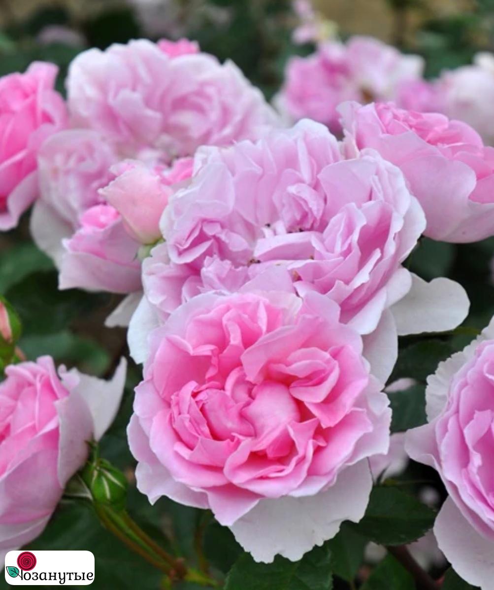 Роза Пикси / Rose Pixie / АРОМАТНАЯ ( Японская )