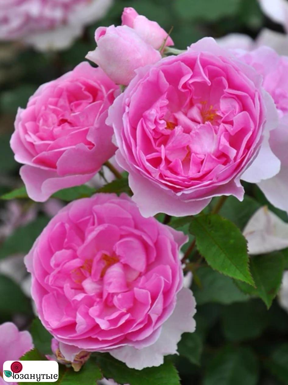 Роза Пикси / Rose Pixie / АРОМАТНАЯ ( Японская )