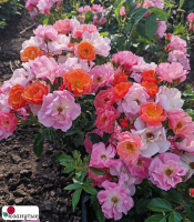 Штамбовая роза Эклат д’ Амбр / Rose Eclats d’Ambre / АРОМАТНАЯ / НЕПРЕРЫВНО ЦВЕТУЩАЯ ( 1 80 см ) ОСЕНЬ 2026