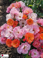 Штамбовая роза Эклат д’ Амбр / Rose Eclats d’Ambre / АРОМАТНАЯ / НЕПРЕРЫВНО ЦВЕТУЩАЯ ( 1 80 см ) ОСЕНЬ 2026