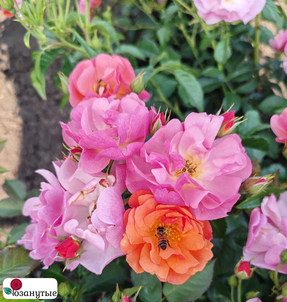 Штамбовая роза Эклат д’ Амбр / Rose Eclats d’Ambre / АРОМАТНАЯ / НЕПРЕРЫВНО ЦВЕТУЩАЯ ( 1 80 см ) ОСЕНЬ 2026