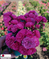 Штамбовая роза Пепита / Rosa Pepita / НЕПРЕРЫВНО ЦВЕТУЩАЯ ( 1 80 см ) ОСЕНЬ 2026