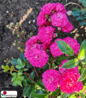 Штамбовая роза Пепита / Rosa Pepita / НЕПРЕРЫВНО ЦВЕТУЩАЯ ( 1 80 см ) ОСЕНЬ 2026