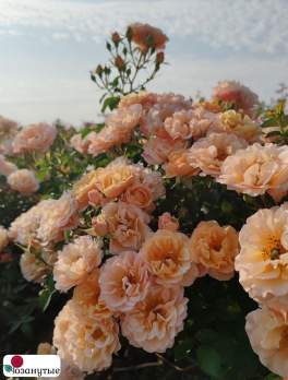 Штамбовая роза Кубана / Rose Cubana / НЕПРЕРЫВНО ЦВЕТУЩАЯ ( 1 80 см ) ОСЕНЬ 2026