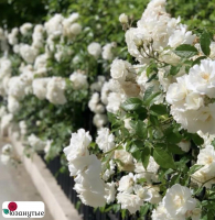 Штамбовая роза Мидсаммерсноу / Rose Midsummersnow / НЕРЕРЫВНО ЦВЕТУЩАЯ ( 1 80 см ) ОСЕНЬ 2026