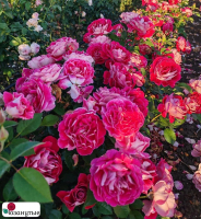 Штамбовая роза Аббасьаль дэ Понтиньи / Аббатство Понтиньи  / Rose Abbatiale de Pontigny ( 1 80 см ) ОСЕНЬ 2026
