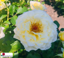 Штамбовая роза Вайт Ликорис / Rose White Licorice / АРОМАТНАЯ / НЕПРЕРЫВНО ЦВЕТУЩАЯ ( 1 80 см ) ОСЕНЬ 2026