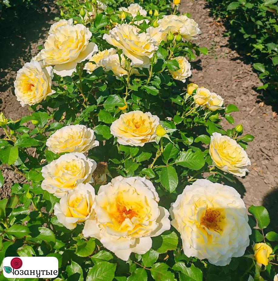 Штамбовая роза Вайт Ликорис / Rose White Licorice / АРОМАТНАЯ / НЕПРЕРЫВНО ЦВЕТУЩАЯ ( 1 80 см ) ОСЕНЬ 2026