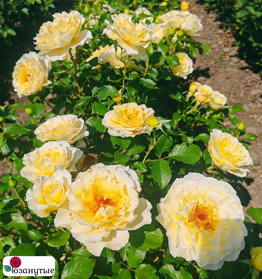 Штамбовая роза Вайт Ликорис / Rose White Licorice / АРОМАТНАЯ / НЕПРЕРЫВНО ЦВЕТУЩАЯ ( 1 80 см ) ОСЕНЬ 2026
