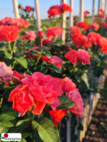 Штамбовая роза Леди оф Белград / Rose Lady of Belgrade / НЕПРЕРЫВНО ЦВЕТУЩАЯ ( 1 80 см ) ОСЕНЬ 2026