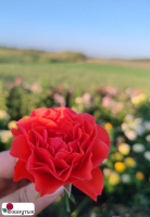 Штамбовая роза Леди оф Белград / Rose Lady of Belgrade / НЕПРЕРЫВНО ЦВЕТУЩАЯ ( 1 80 см ) ОСЕНЬ 2026