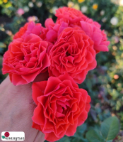 Штамбовая роза Леди оф Белград / Rose Lady of Belgrade / НЕПРЕРЫВНО ЦВЕТУЩАЯ ( 1 80 см ) ОСЕНЬ 2026