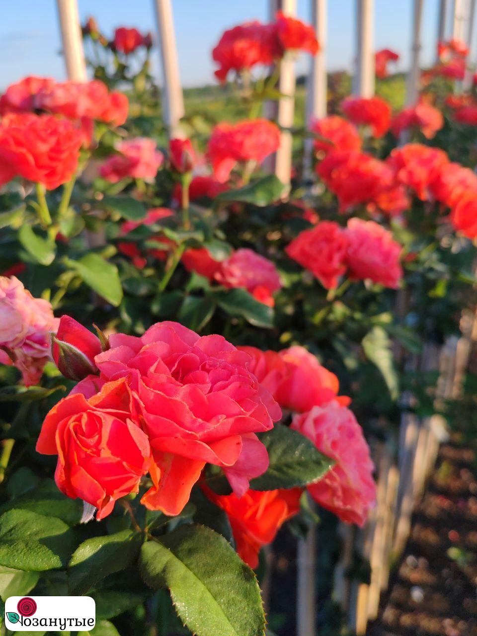 Штамбовая роза Леди оф Белград / Rose Lady of Belgrade / НЕПРЕРЫВНО ЦВЕТУЩАЯ ( 1 80 см ) ОСЕНЬ 2026