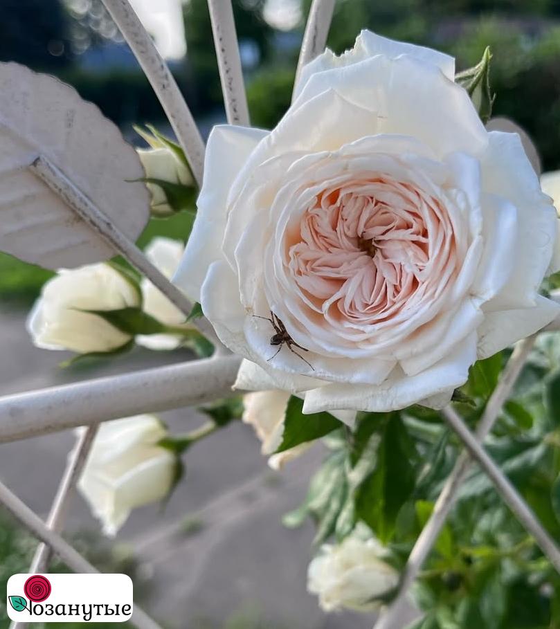 Роза Ванилла / Ханемун / Rose Vanilla / Honeymoon ( Плетистая ) ОСЕНЬ 2026