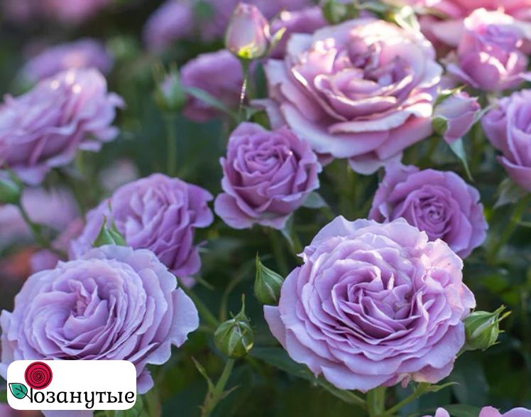 Роза Виолет Прайд / Rose Violet's Pride / АРОМАТНАЯ ( Чайно - гибридная ) ОСЕНЬ 2026